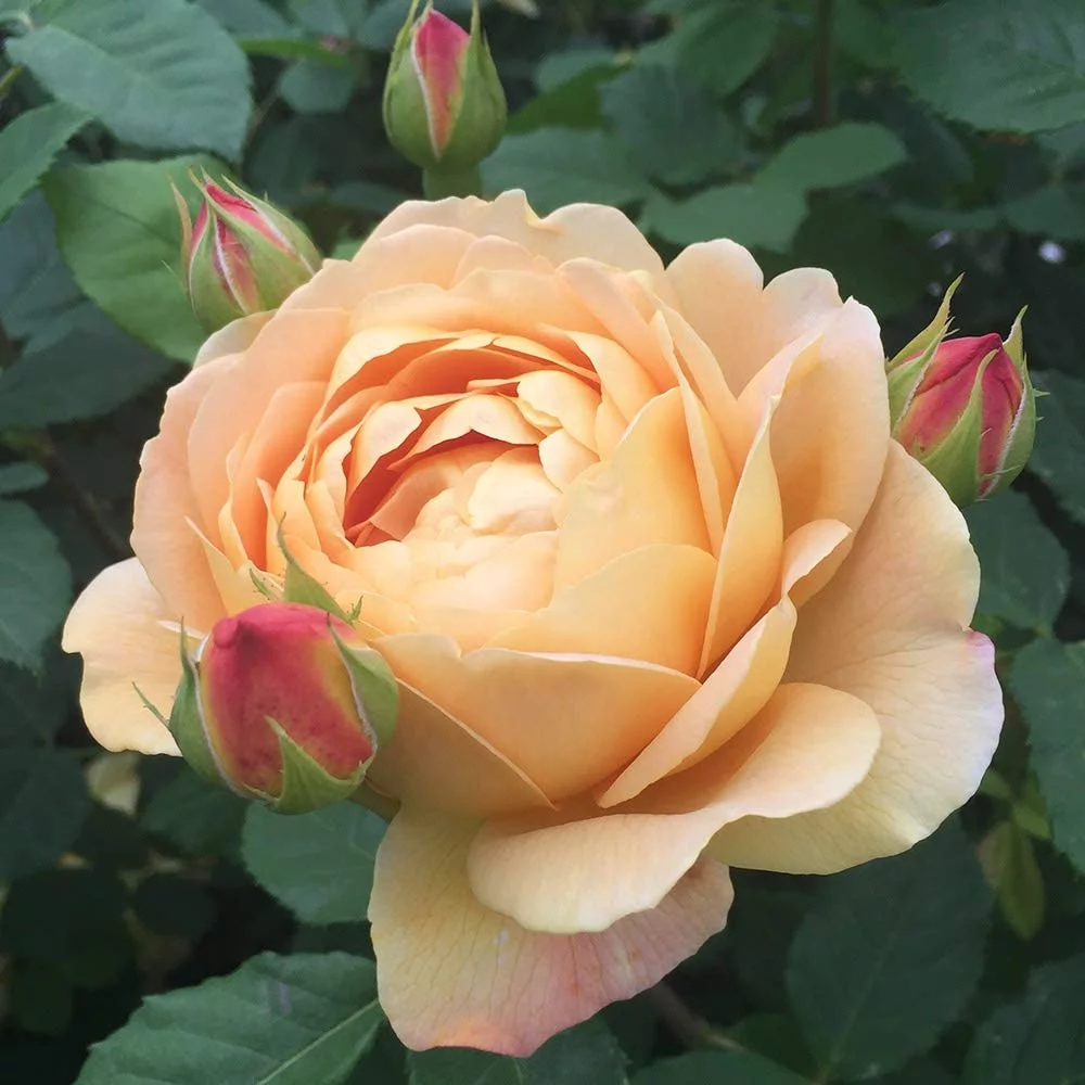 David Austin Rose Plant - Golden Celebration® Yellow Rose Bush, Live Roses Plant for Outdoor Planting