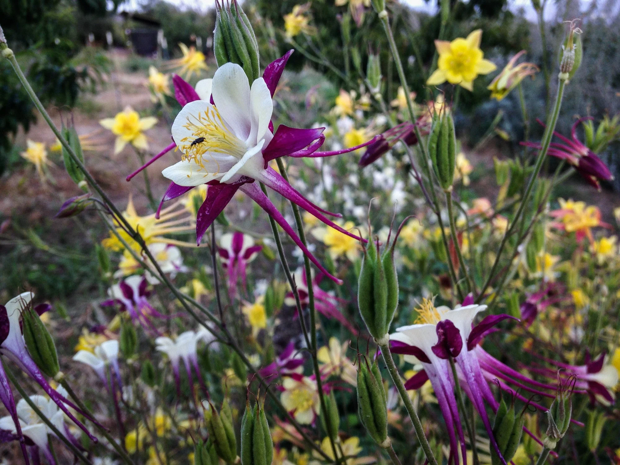 McKana Giants Columbine Flower Mix Seeds