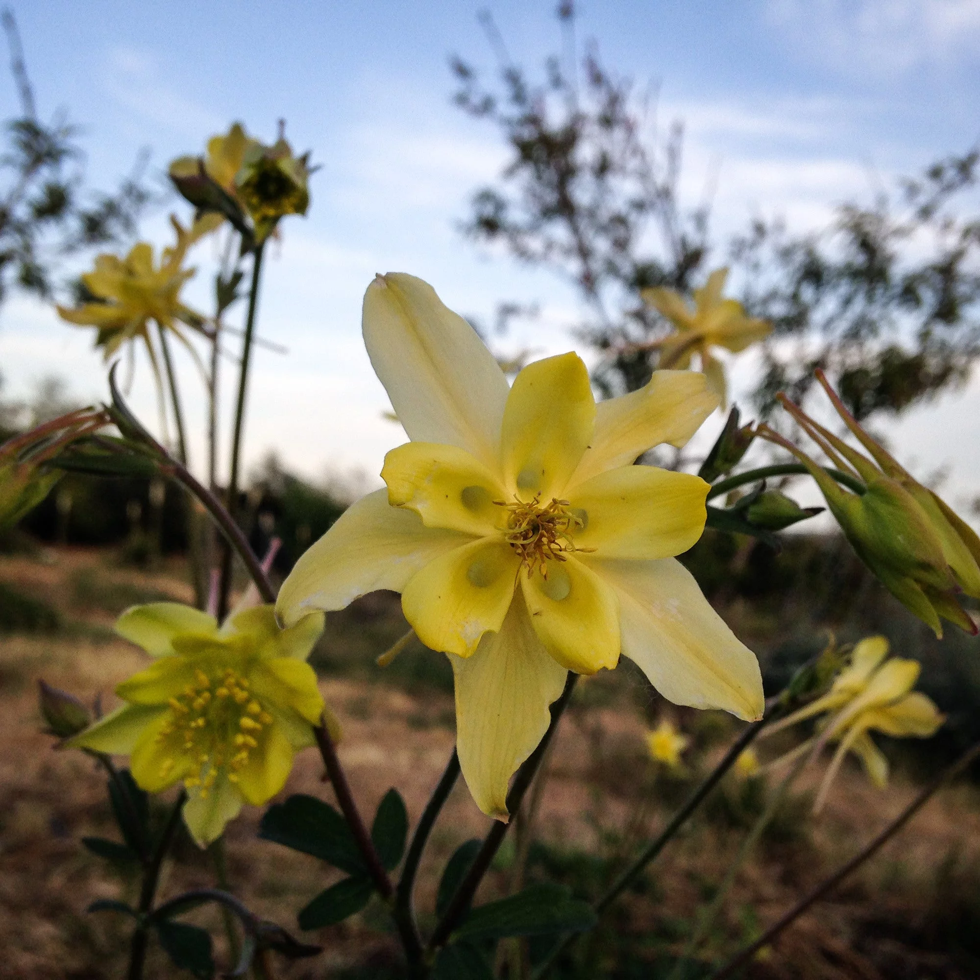 McKana Giants Columbine Flower Mix Seeds