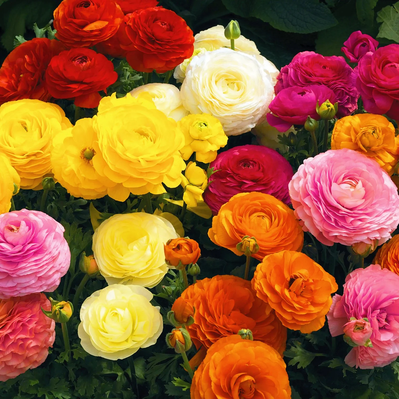 Ranunculus Bulbs For Planting Ranunculus Bulbs Ranunculus Bulbs For Sale Ranunculus Flowers Live Simple Planting Garden Decoration