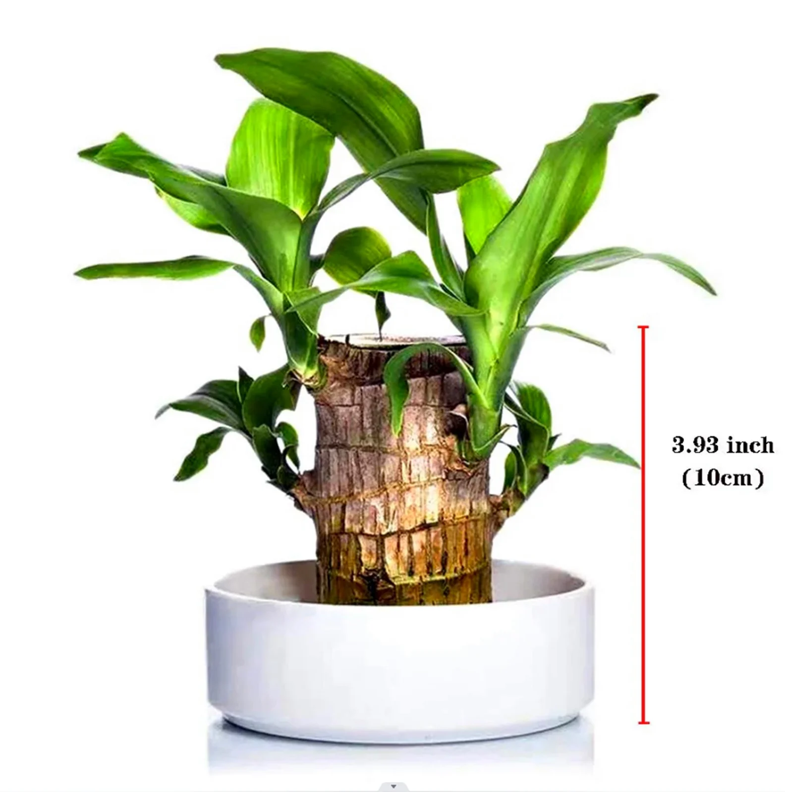 Brazilian Wood, Foliage Plant, Brazilian Lucky Wood Plant Pot, Perennial Plant, Lucky Wood,Strong Vitality,  Potted Plant,Brazilian Lucky Wood Plant（Contains a white tray）