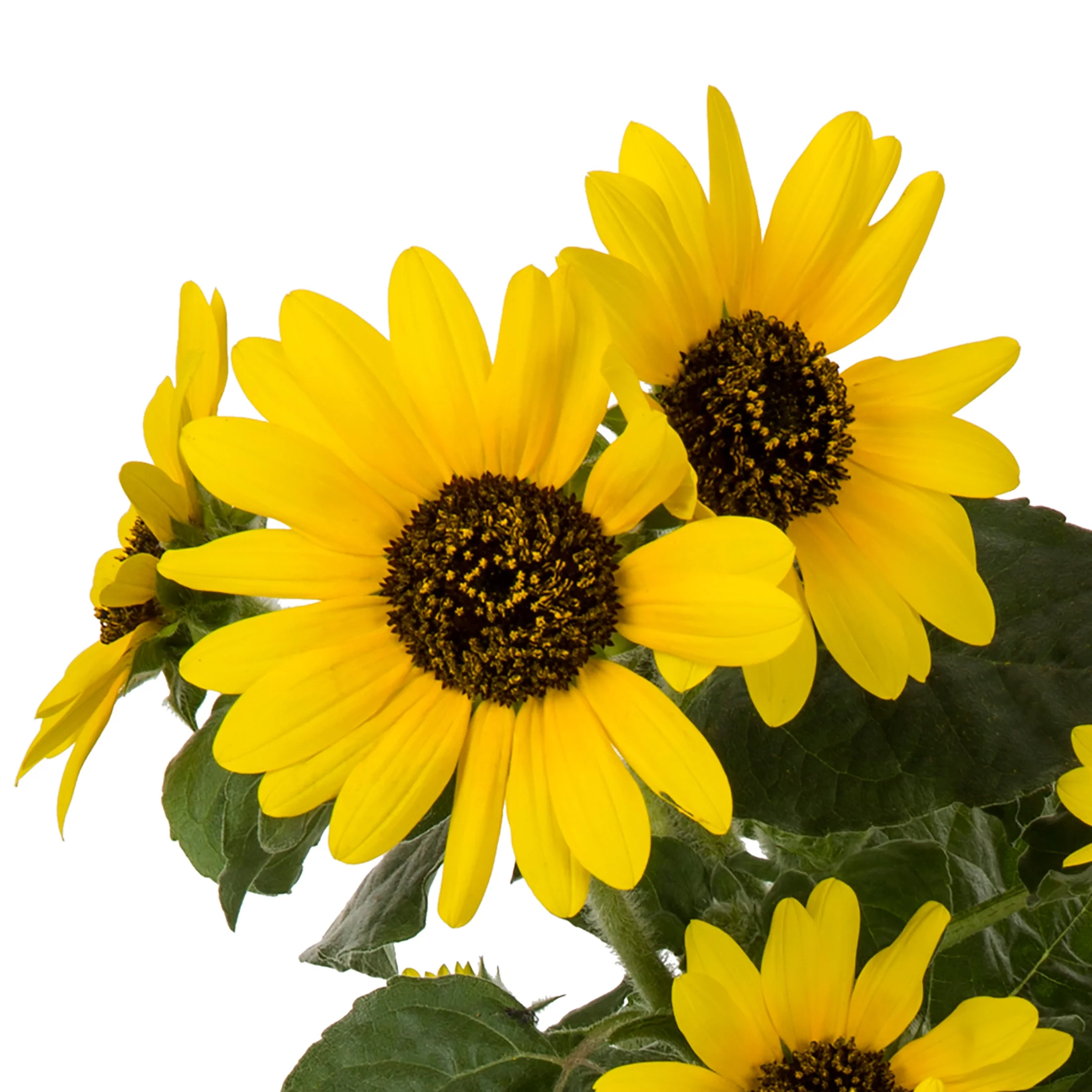 Sunfinity 2.5QT Yellow Sunflower Live Plants with Grower Pot