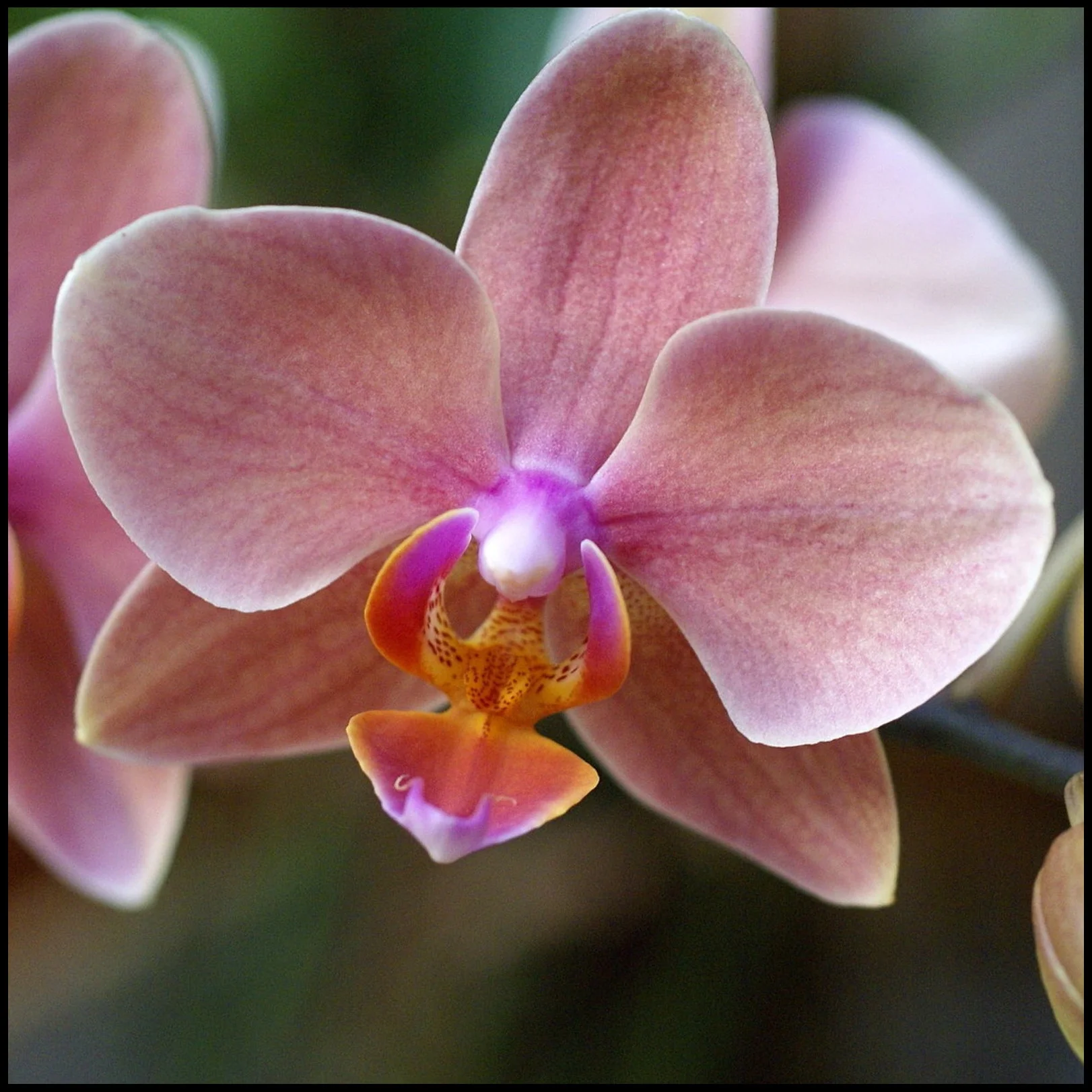 Cymbidium Bulbs,Cymbidium Potting Mix,Cymbidium Plants Outdoor,Cymbidium Plants Live In Bloom,Cymbidium Plants For Planting,Cymbidium Bulbs For Sale.