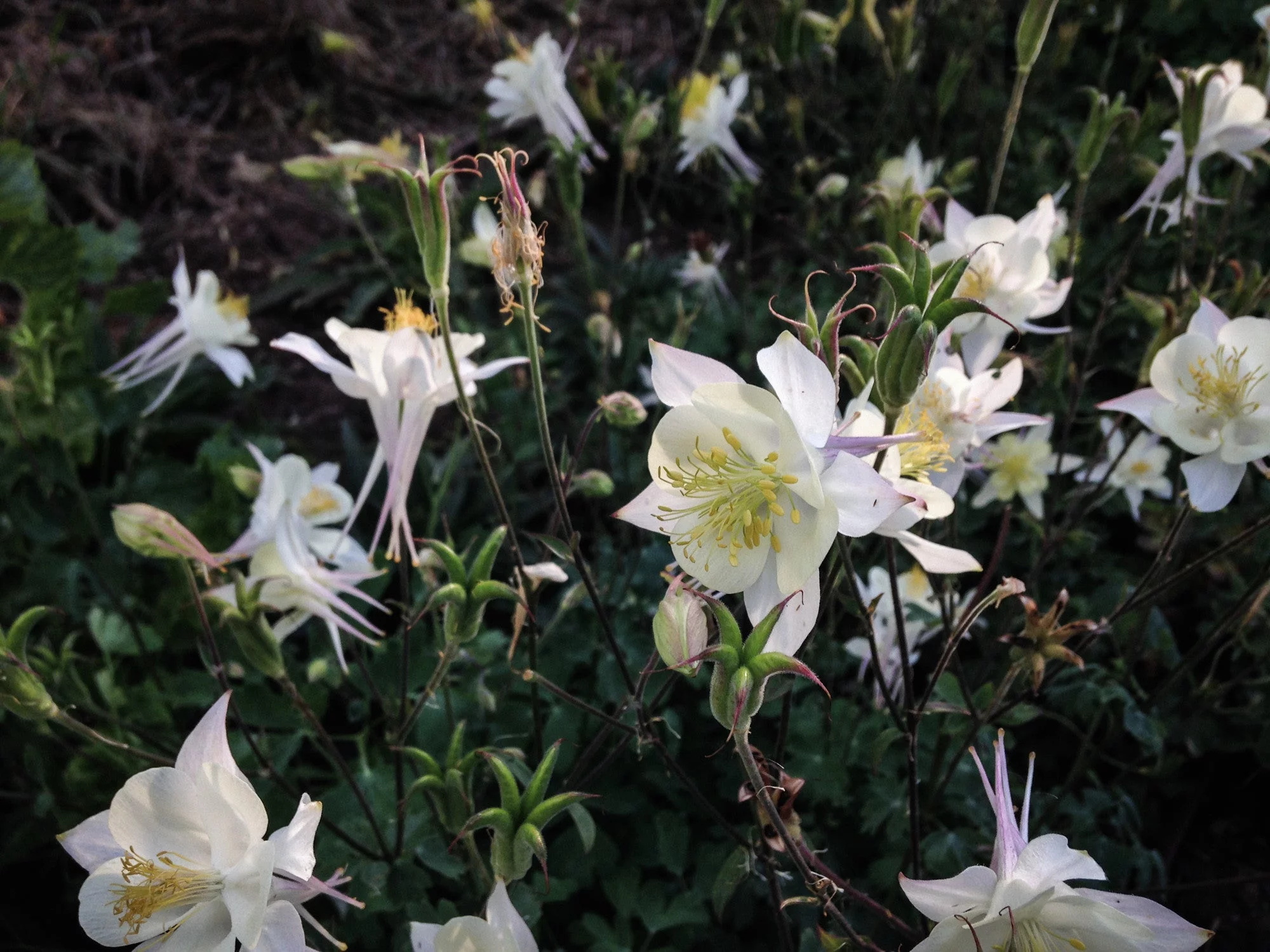 McKana Giants Columbine Flower Mix Seeds