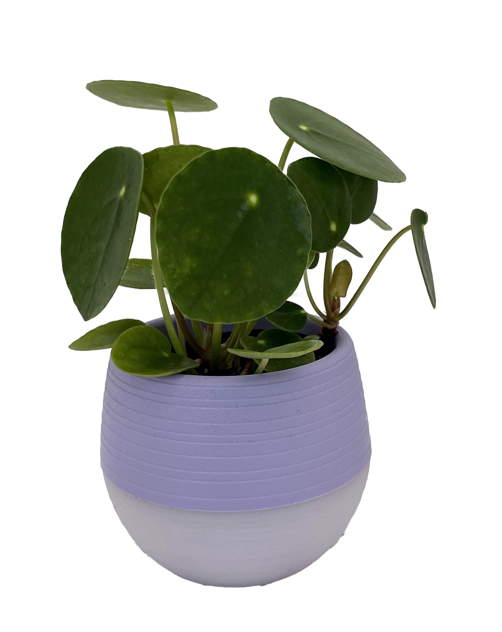 Chinese Money Plant - Pilea peperomioides in 3