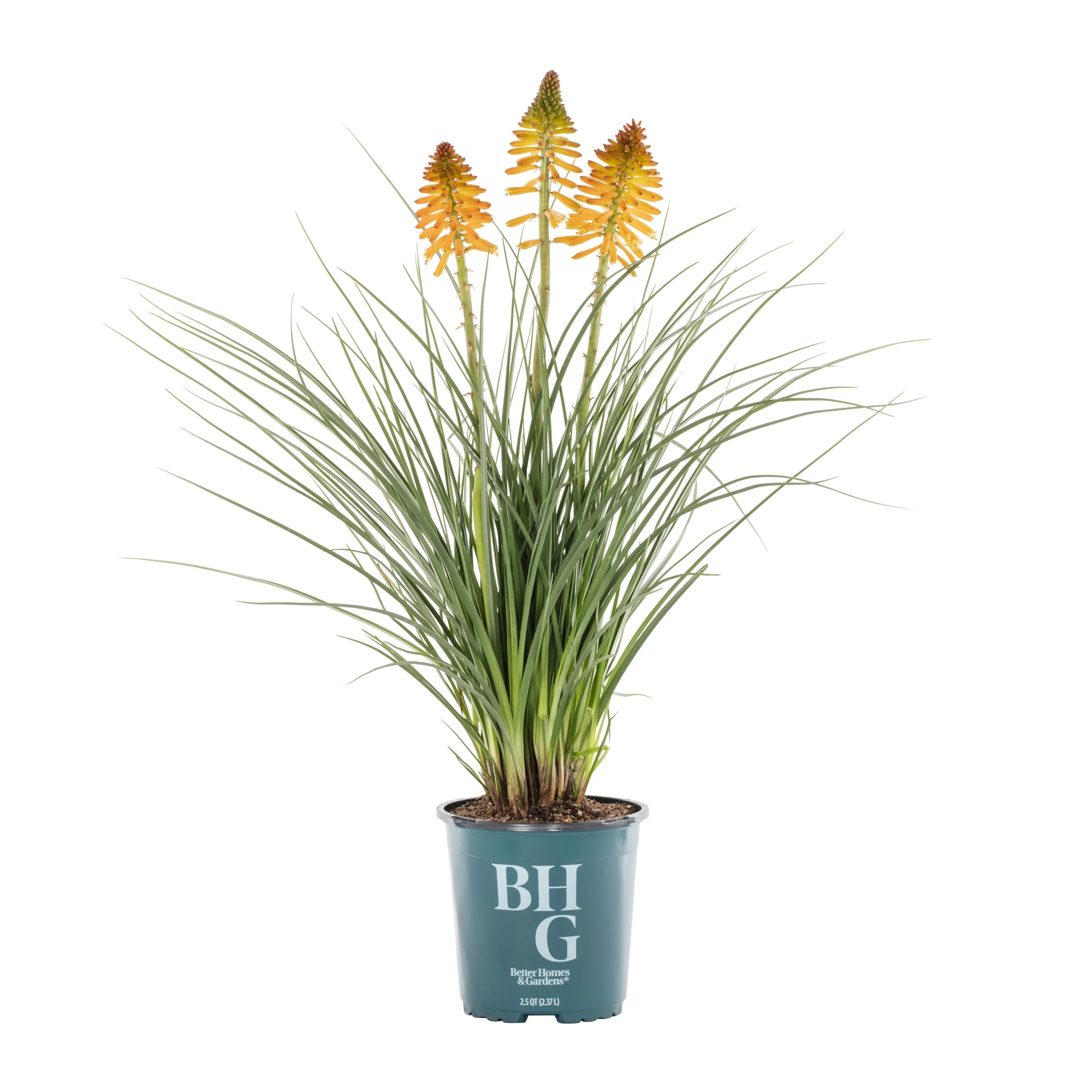 Better Homes & Gardens 2.5QT Multicolor Kniphofia Live Plant Grower Pot Sun