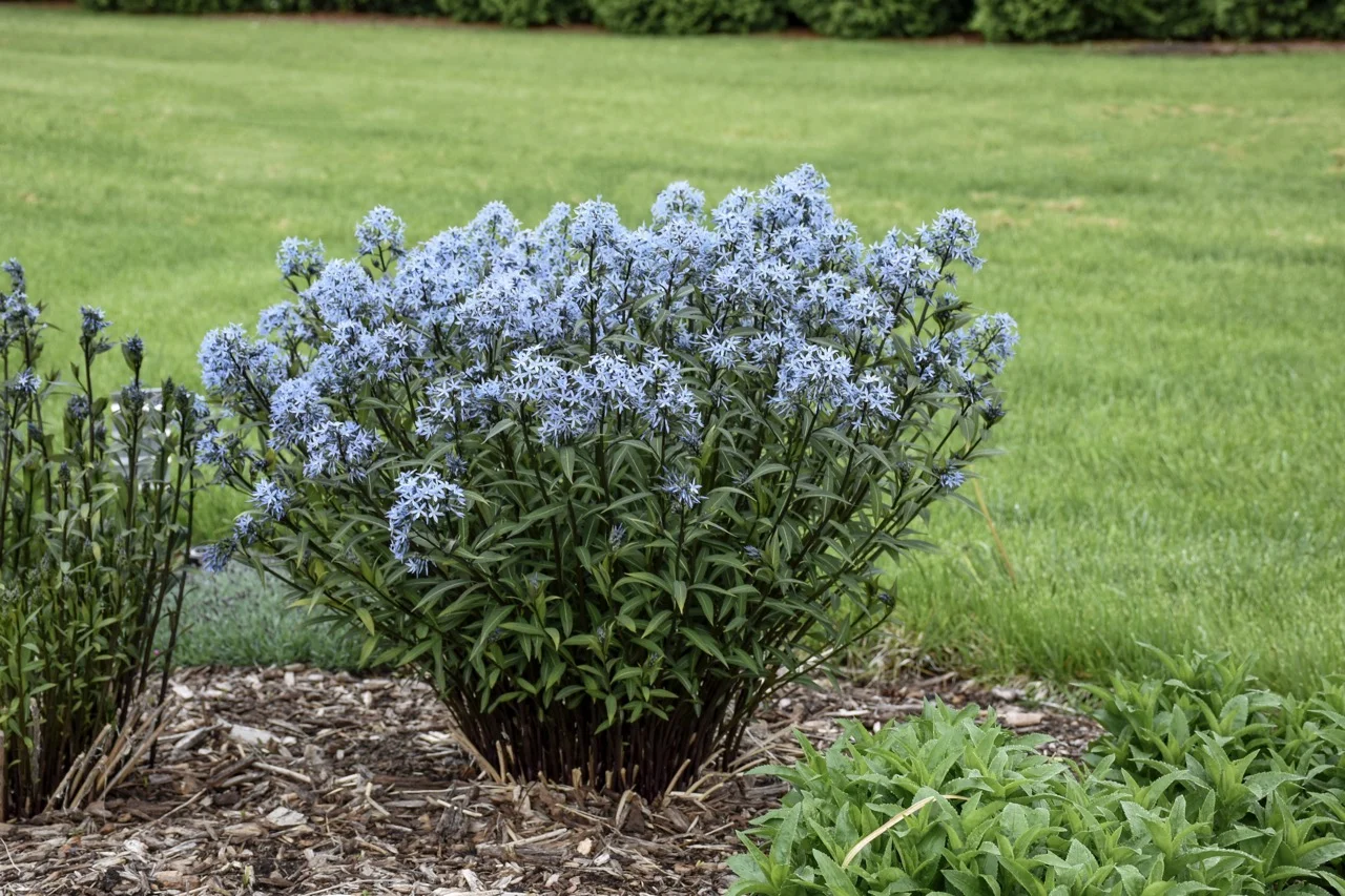 Storm Cloud Bluestar (Amsonia) Live Plant, Blue Flowers, 1 Gal.