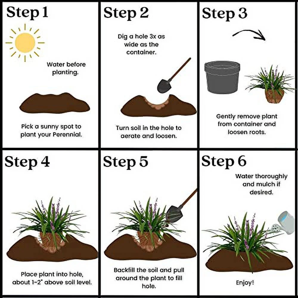 Big Grass, 1 Gallon Container, Blue Blooms with Rich Green Foliage