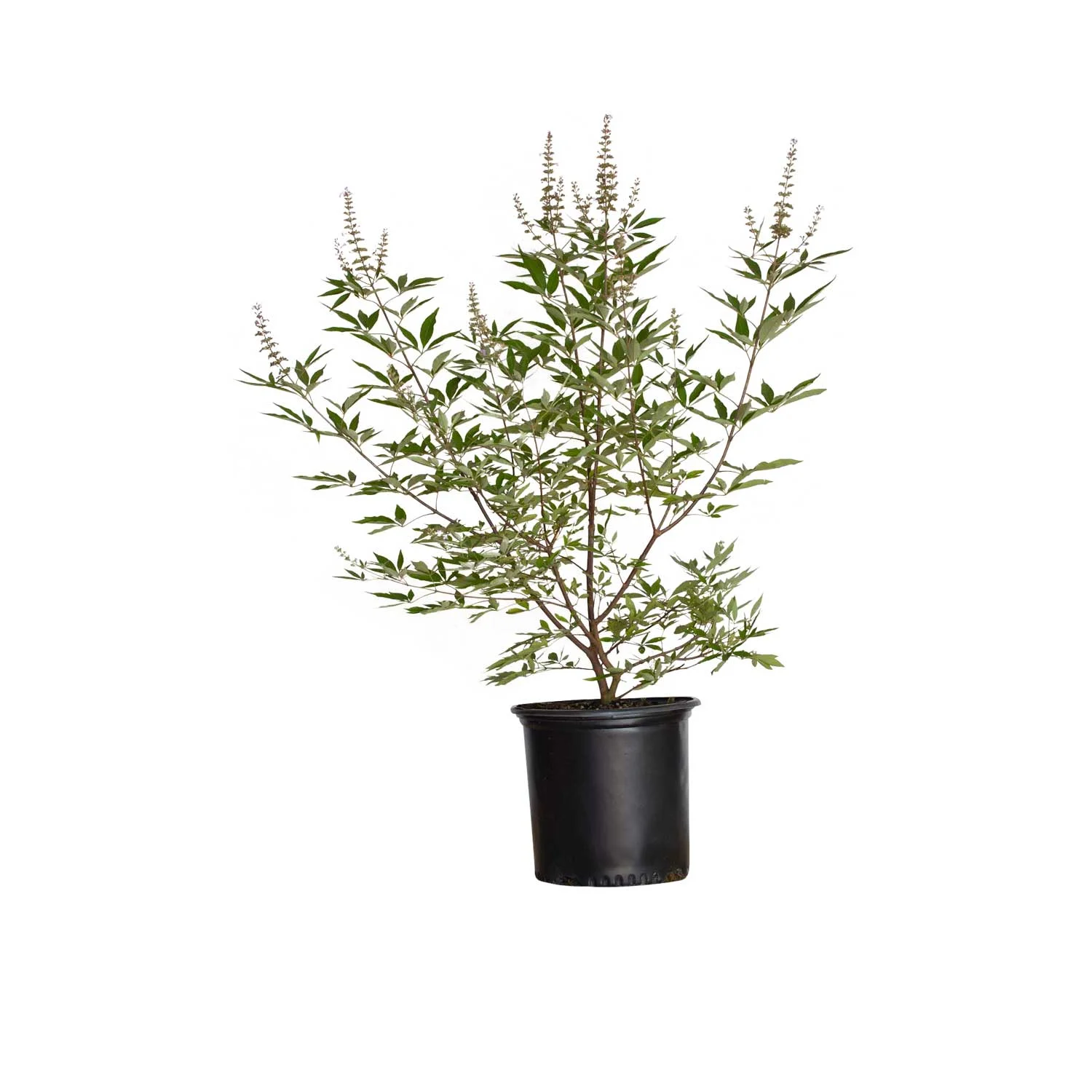 Shoal Creek Vitex (2.5 Gallon) Chaste Tree with Fragrant Lilac-Purple Flower Clusters - Texas