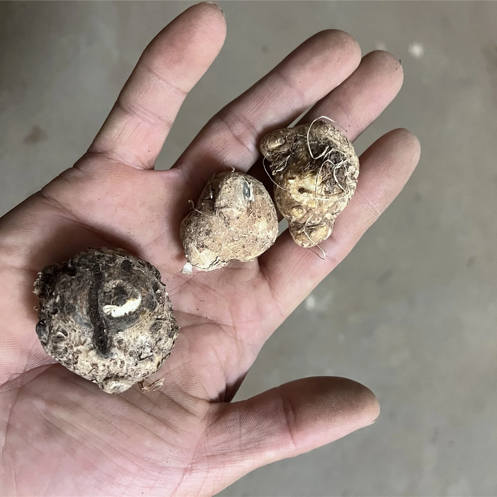 Calla Lily Bulbs, Bulb Flowers,Calla Lily Plants,Calla Lily Bulbs For Sale