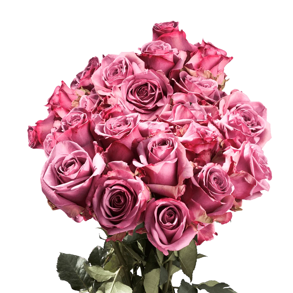 One Dozen Pink Roses- Fresh Flower Delivery