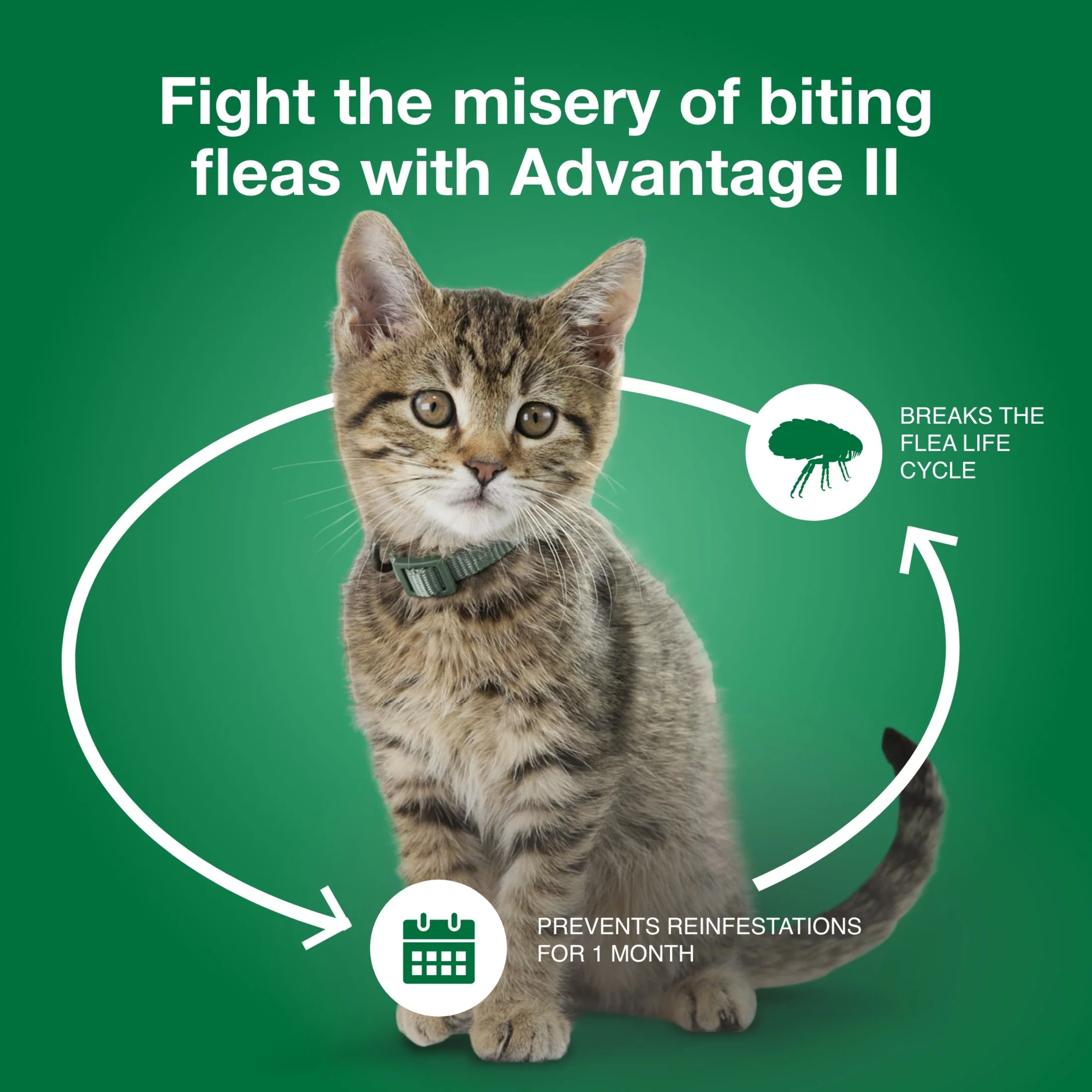 Advantage II Vet-Recommended Flea Prevention for Small Cats 5-9 lbs, 6-Monthly Treatments