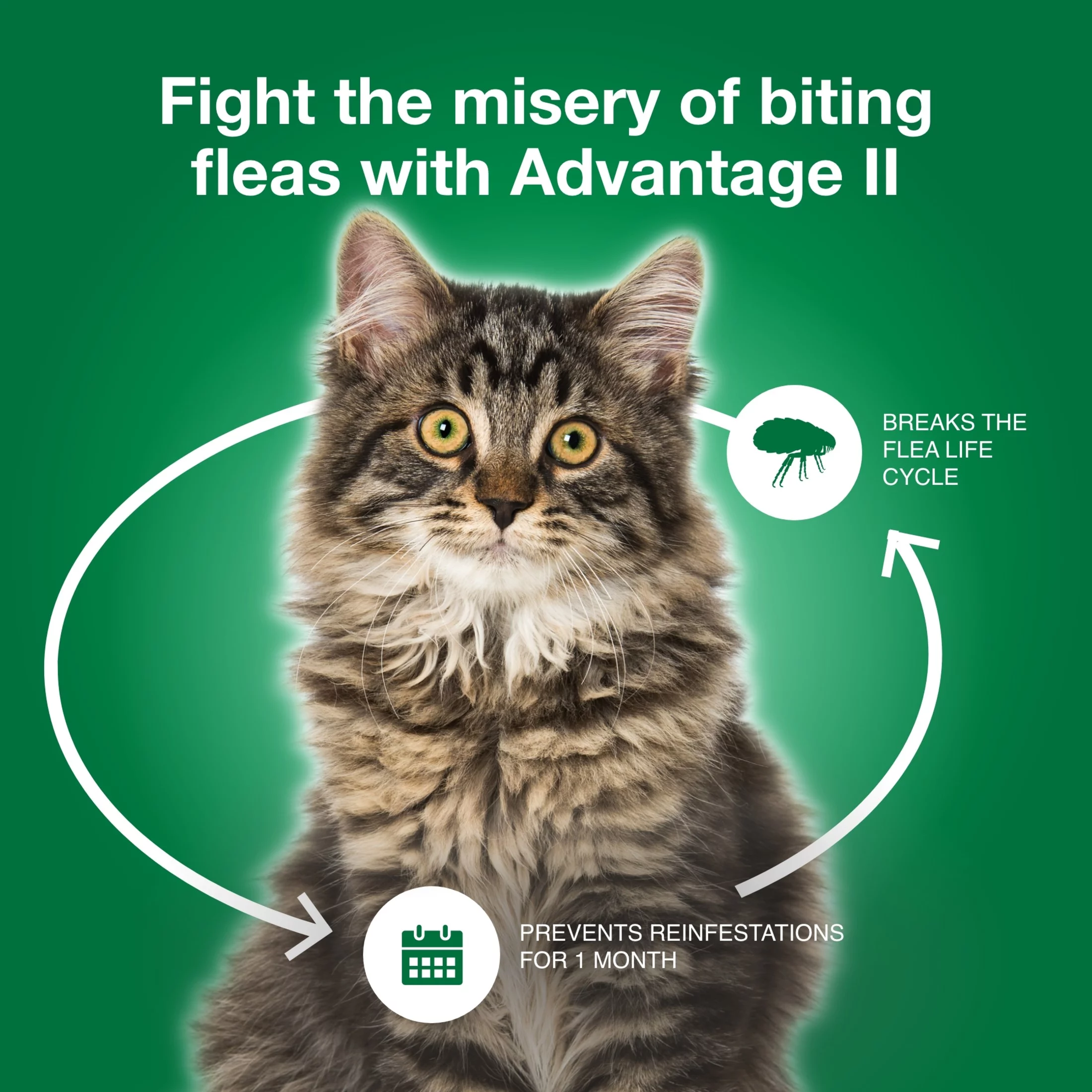 Advantage II Vet-Recommended Flea Prevention for Large Cats 9 lbs+, 6-Monthly Treatments