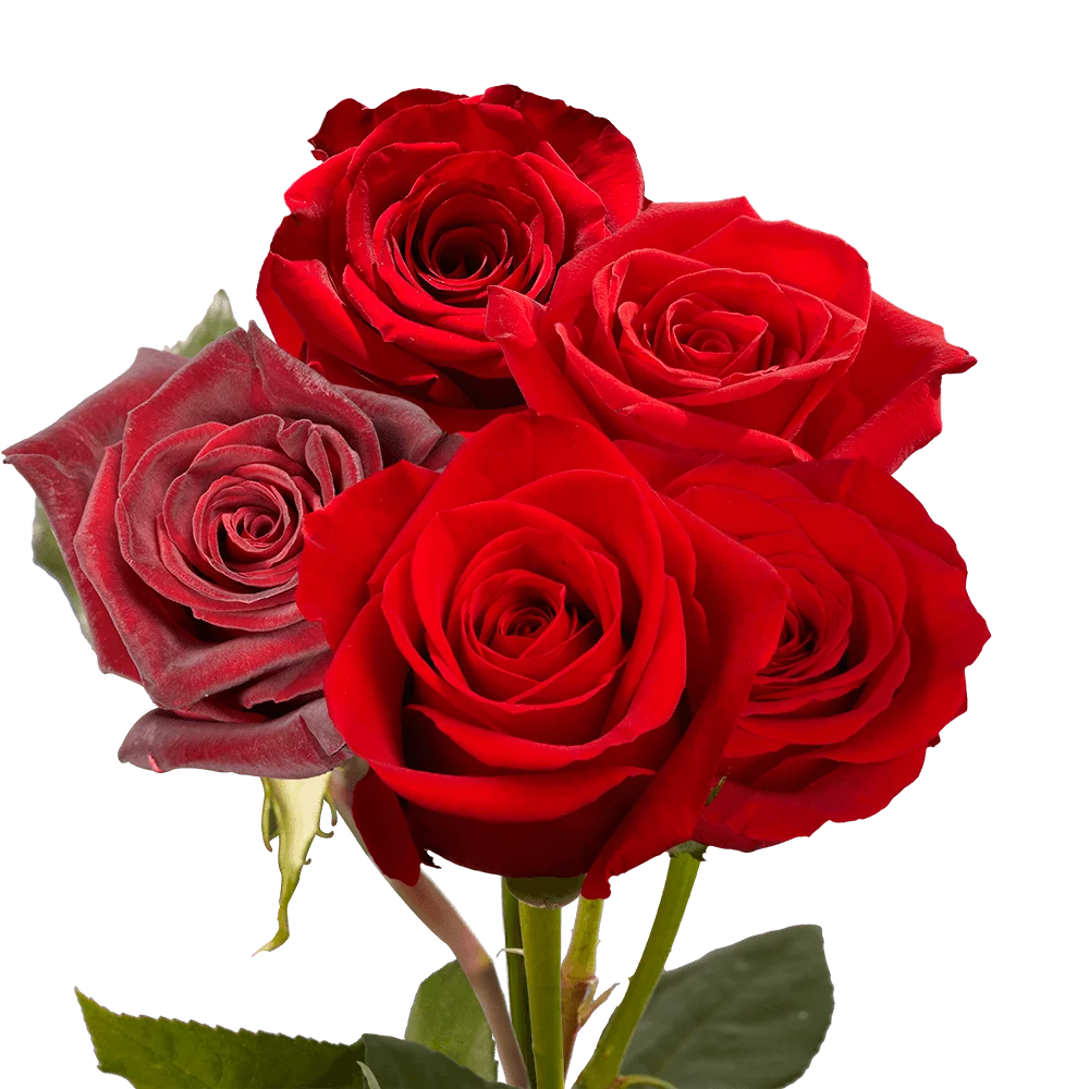 Two Dozen Red Roses- Beautiful Fresh Cut Flowers- Express Delivery