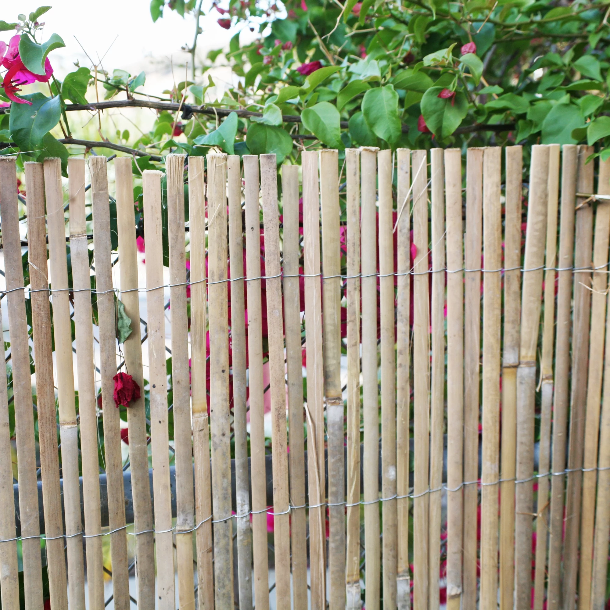 Backyard X-Scapes Natural Raw Split Bamboo Slat Fence 6 ft H x 6 ft L (2-Pack)