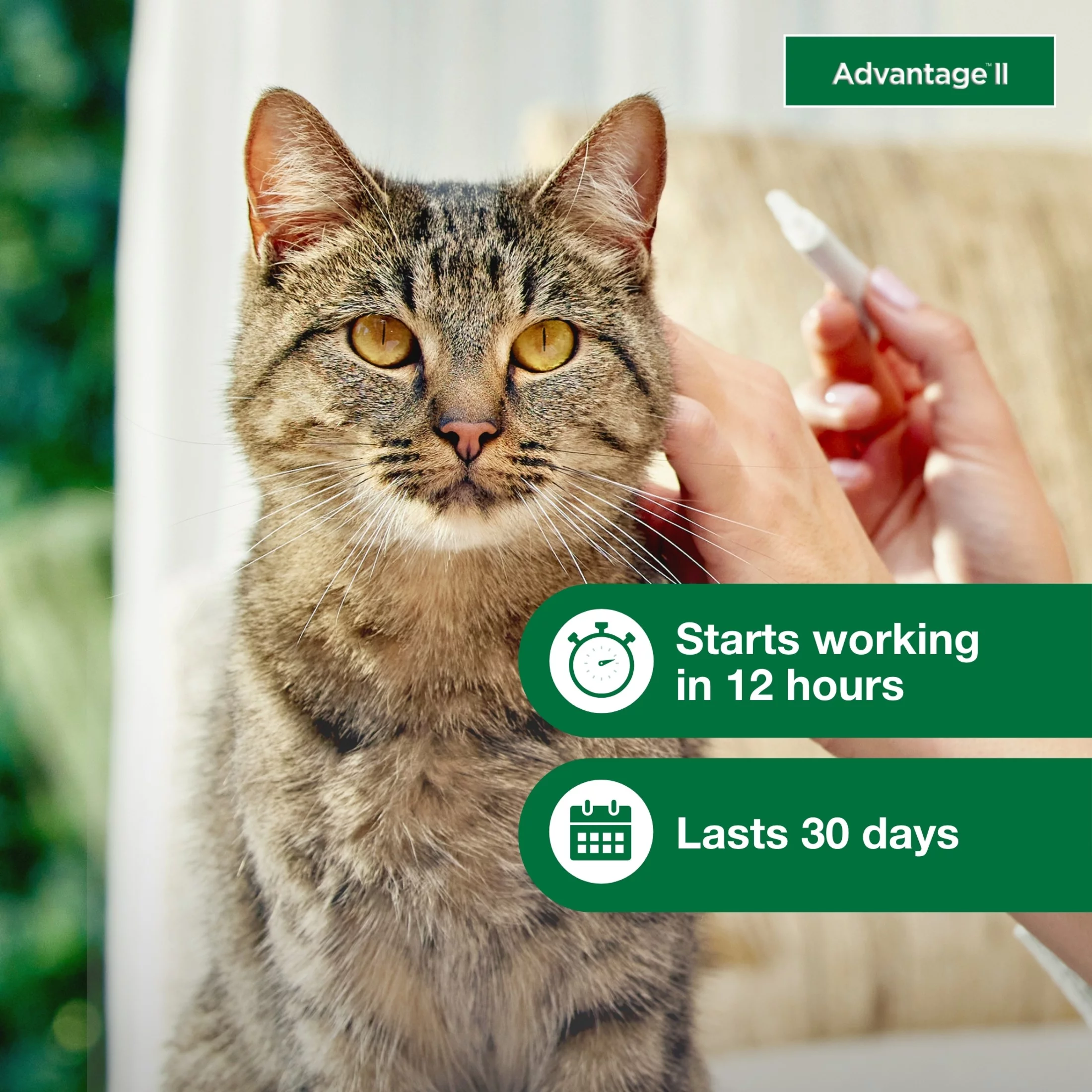 Advantage II Vet-Recommended Flea Prevention for Large Cats 9 lbs+, 6-Monthly Treatments