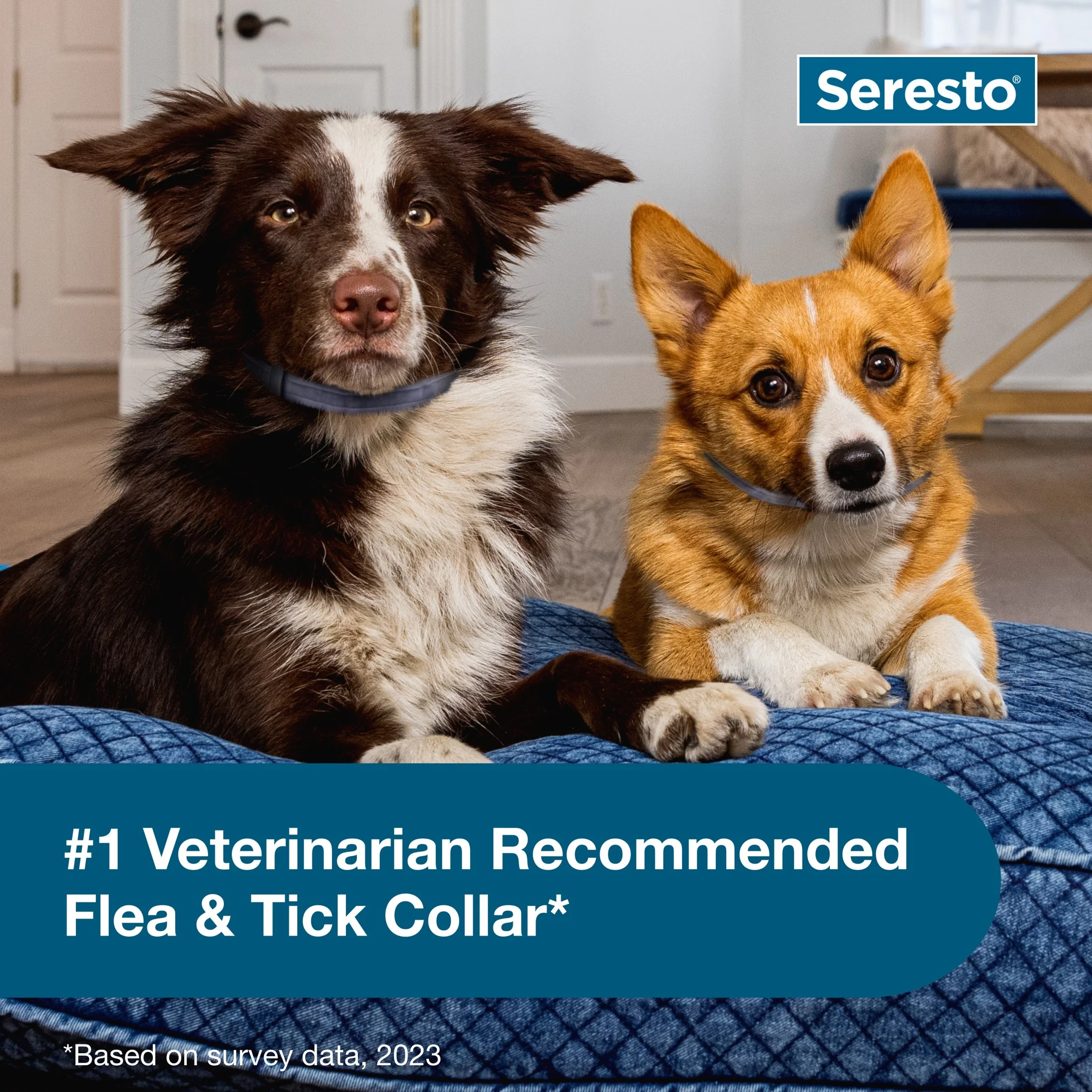 Seresto Small Dog Vet-Recommended 8-Month Flea & Tick Prevention Collar, Under 18 lbs