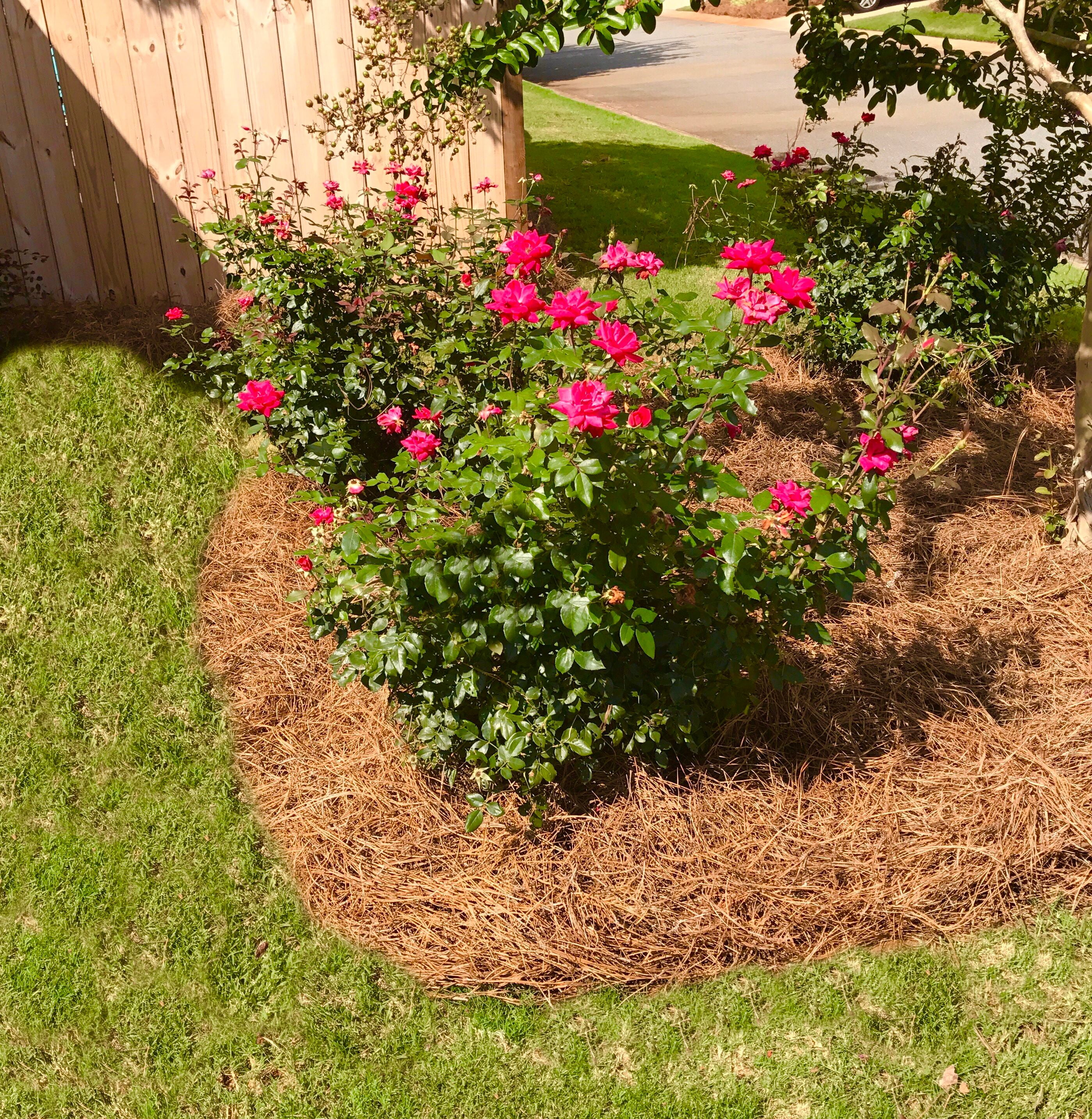 Premium Long Needle | Pine Straw Mulch | 300 Sqft