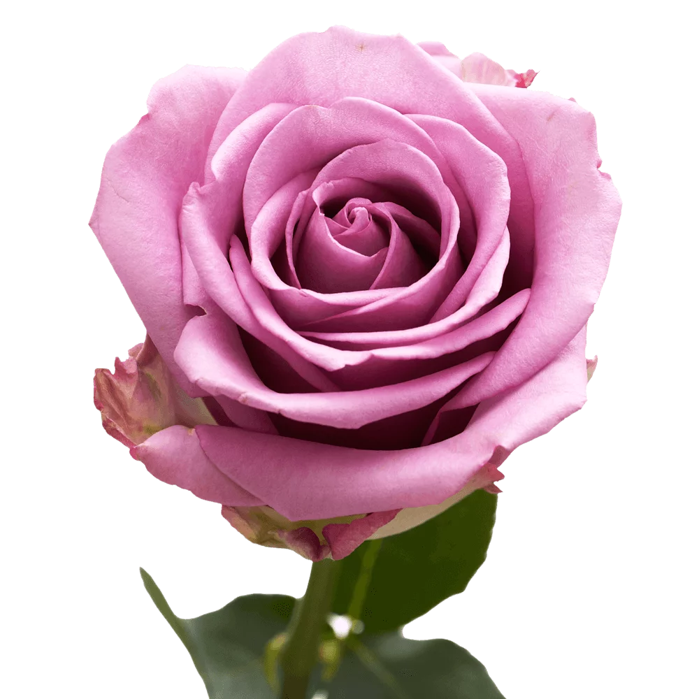 One Dozen Pink Roses- Fresh Flower Delivery