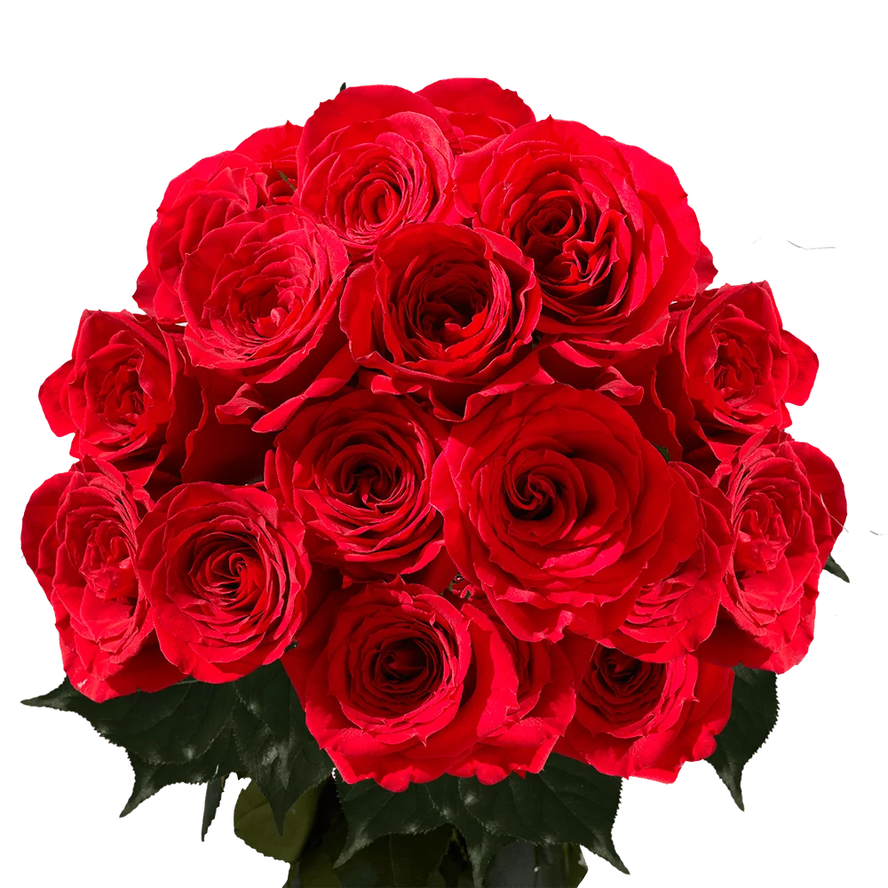 Two Dozen Red Roses- Beautiful Fresh Cut Flowers- Express Delivery