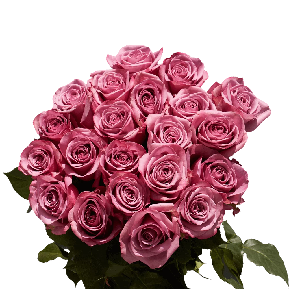 One Dozen Pink Roses- Fresh Flower Delivery