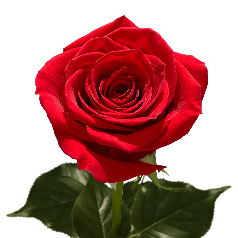 Two Dozen Red Roses- Beautiful Fresh Cut Flowers- Express Delivery