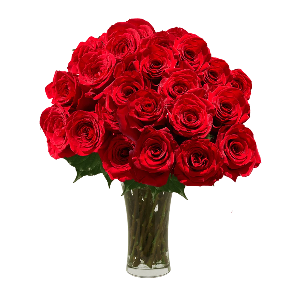 Two Dozen Red Roses- Beautiful Fresh Cut Flowers- Express Delivery