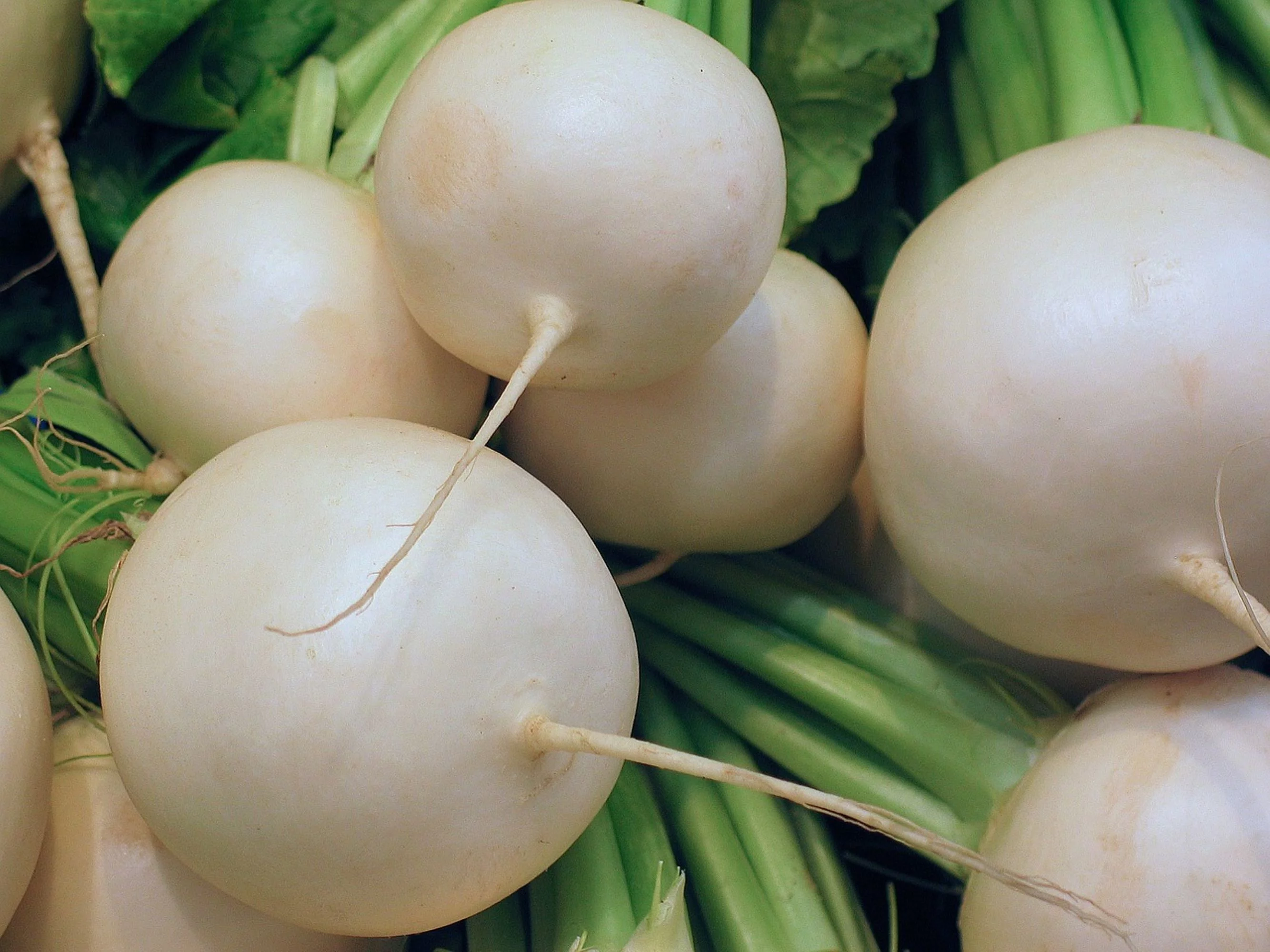 Shogoin Turnip Seeds/ Annual/ Full Sun/800 Seeds 2 Grams/ Zellajake Farm and Garden - B186
