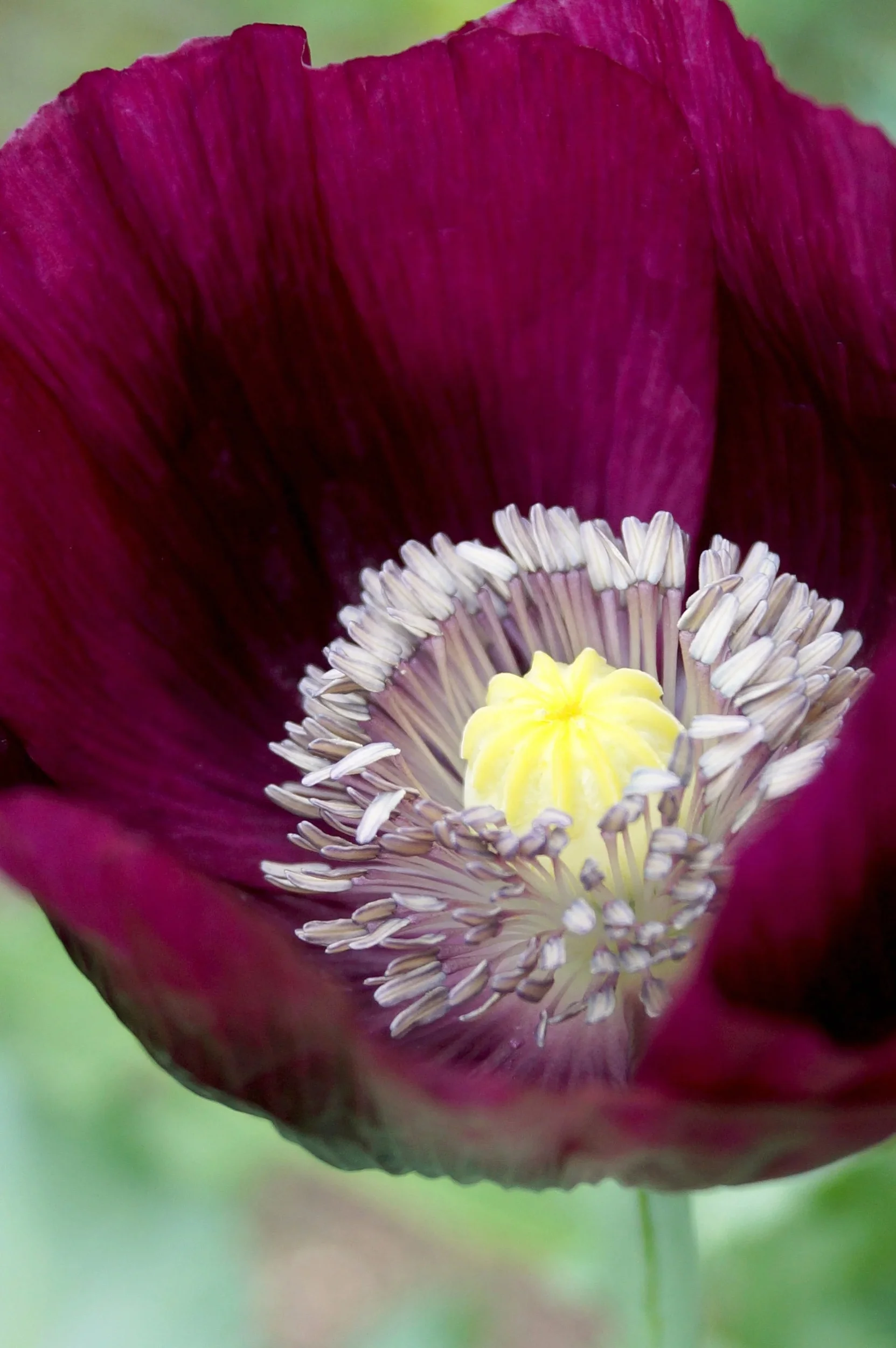 500 LAUREN'S GRAPE POPPY Purple Papaver Somniferum Flower Seeds
