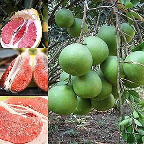 CHUXAY GARDEN 45 Seeds Red Shaddock Pomelo, Pummelo,Grapefruit Fruit Tree Sweet Organic Non-GMO Fruit