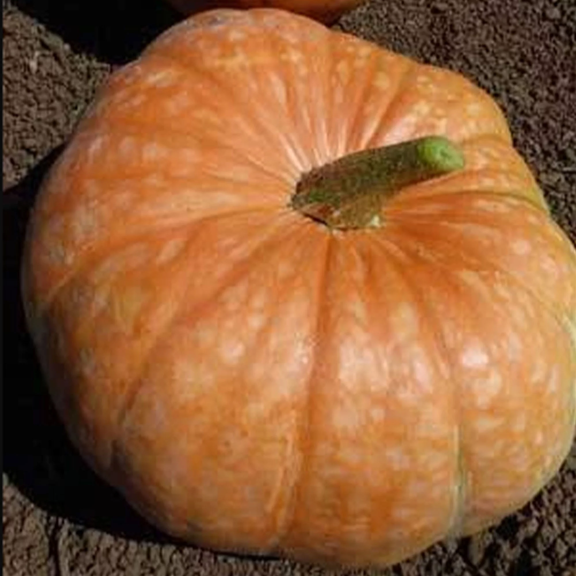 Amish Pie Squash Seeds - 4 Grams ~25 Seeds - Heirloom, Open Pollinated, Non-GMO, Farm & Vegetable Gardening Seeds - Winter Squash / Pumpkin