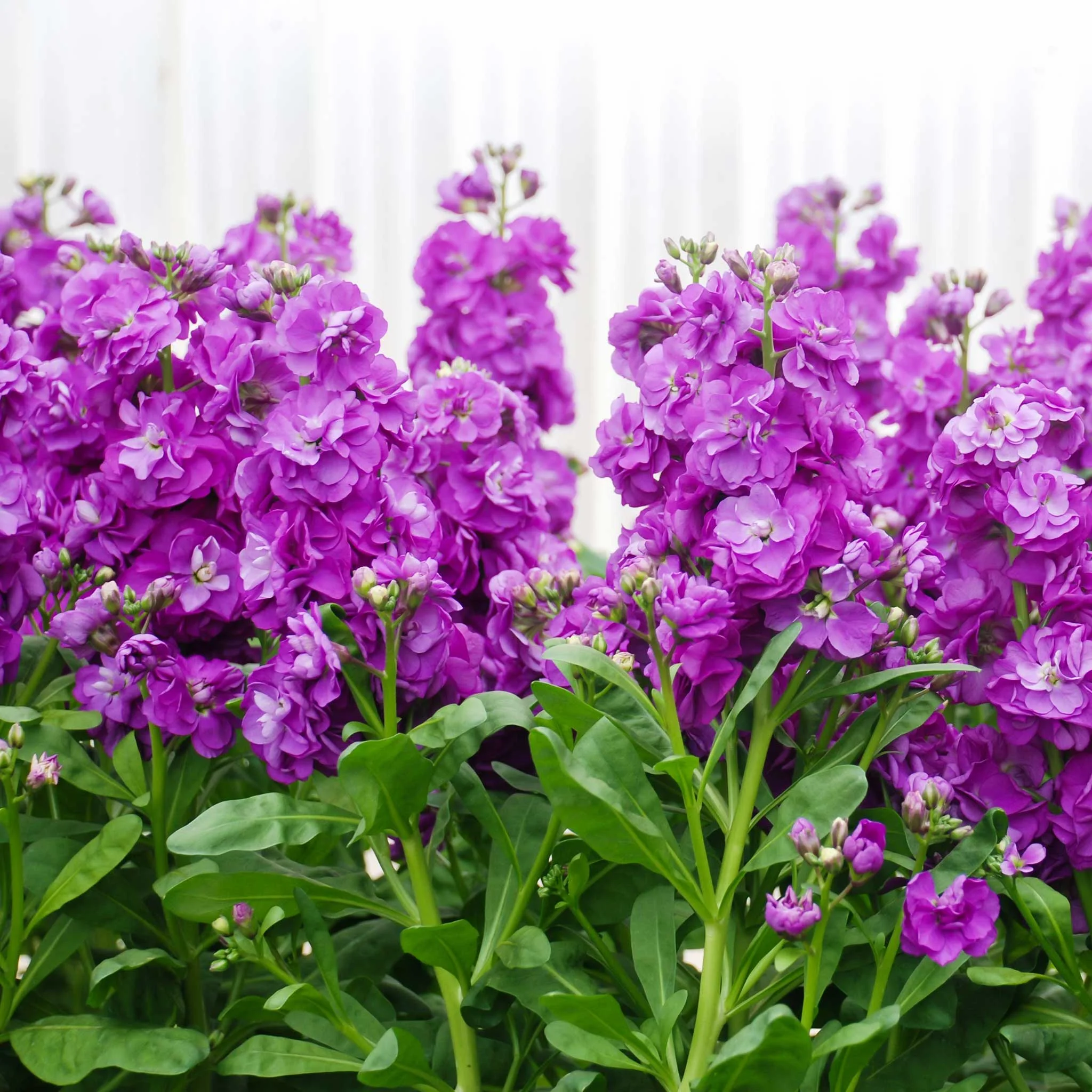 Stock Seeds - Miracle Blue Mid - Packet - Purple Flower Seeds,  Open Pollinated Seed  Attracts Bees, Attracts Butterflies, Attracts Pollinators, Easy to Grow & Maintain, Fast Growing, Fragrant