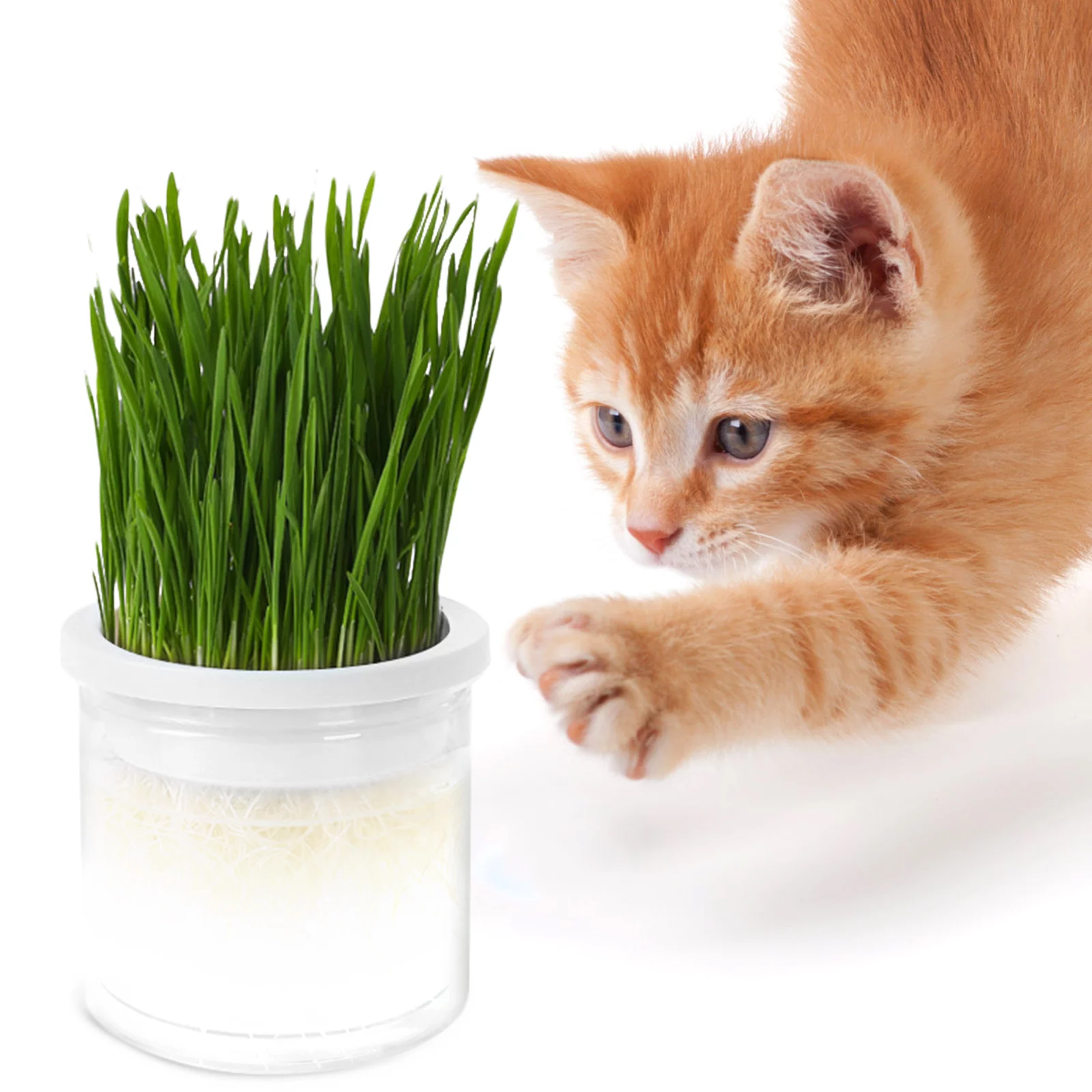 Cat Grass Box Hydroponic Planting Soilless Planter Catnip Plants Live Pot Pet White Plastic
