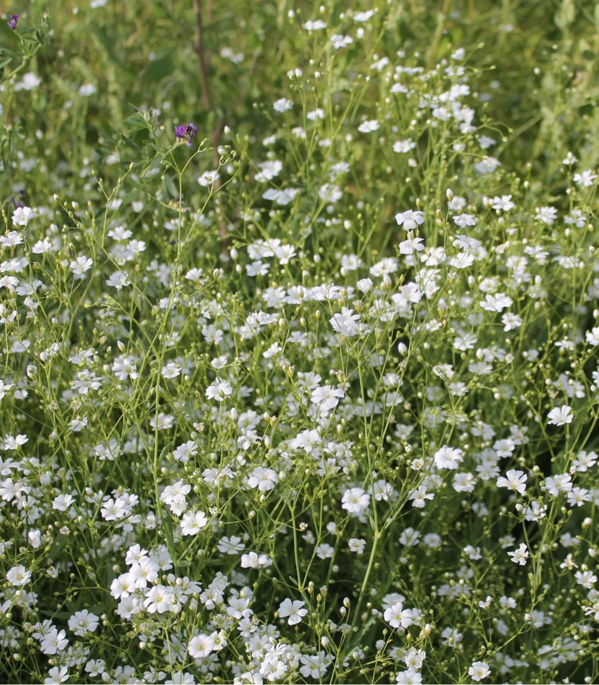 Earthcare Seeds - Baby's Breath Covent Garden 1000 Seeds (Gypsophila Elegans CG) Heirloom - Open Pollinated