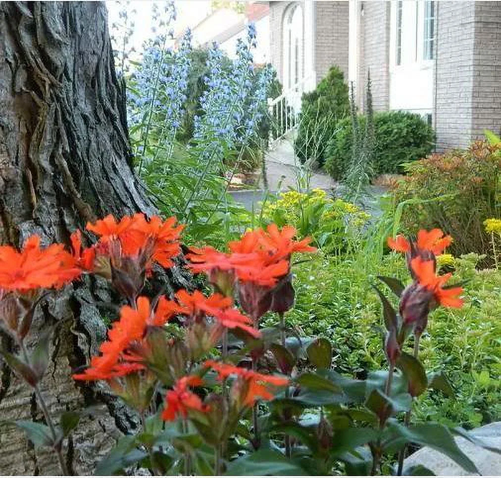 25 VESUVIUS CAMPION Red Orange Lychnis Arkwrightii Catchfly Flower Seeds *CombSH