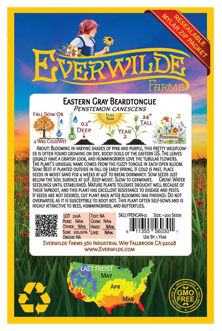Everwilde Farms - 200 Eastern Gray Beardtongue Native Wildflower Seeds - Gold Vault Jumbo Bulk Seed Packet