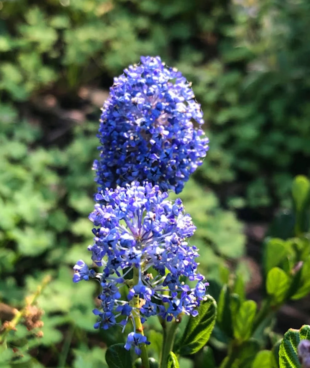 50 Blue Lilac Seeds Extremely Fragrant Syringa Vulgaris Tree Lilac LightBlue