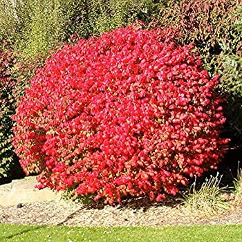 Pixies Gardens Burning Bush Shrub 3 Gallon