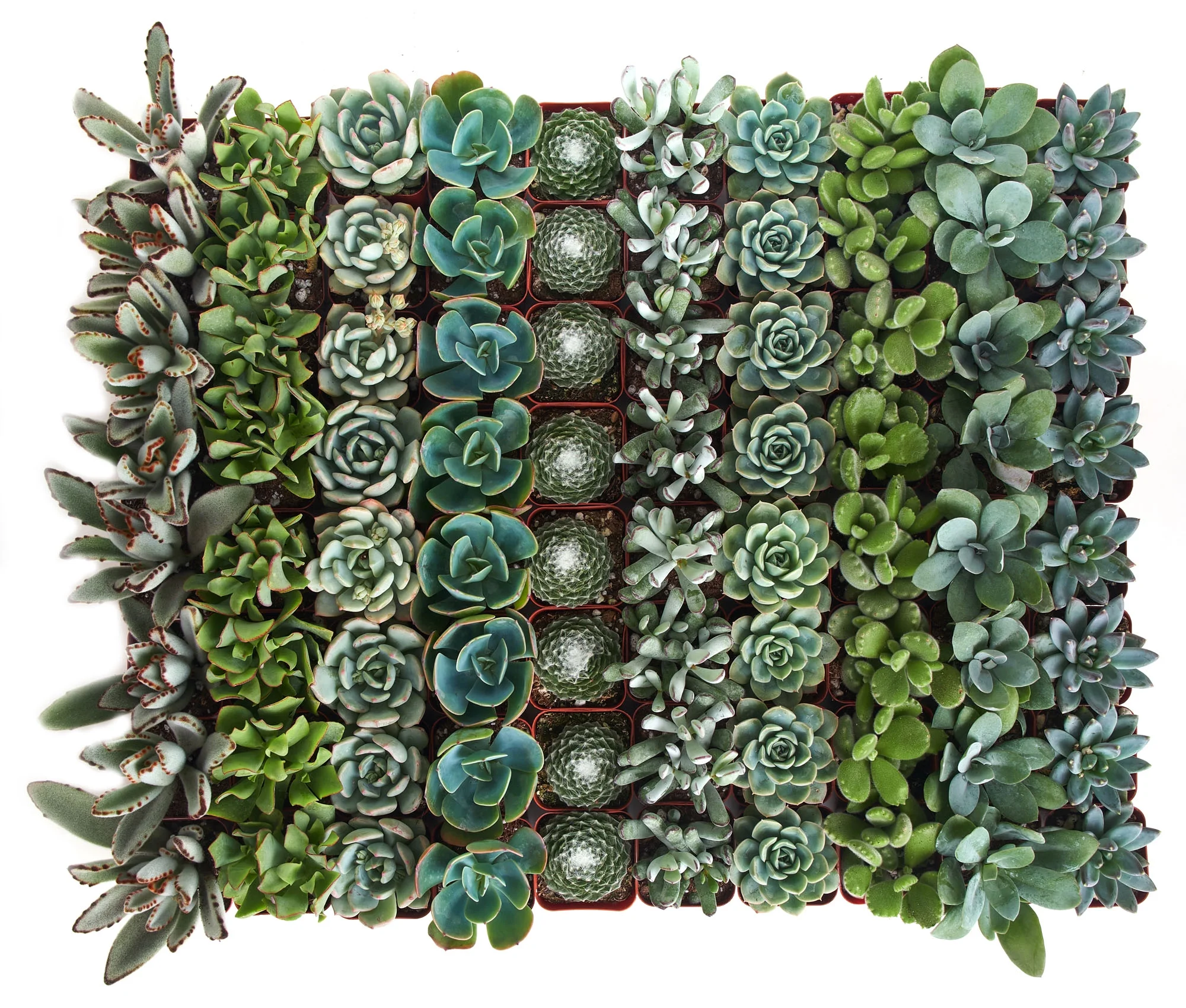 Home Botanicals Blue/Green Collection Succulent (Collection of 128)