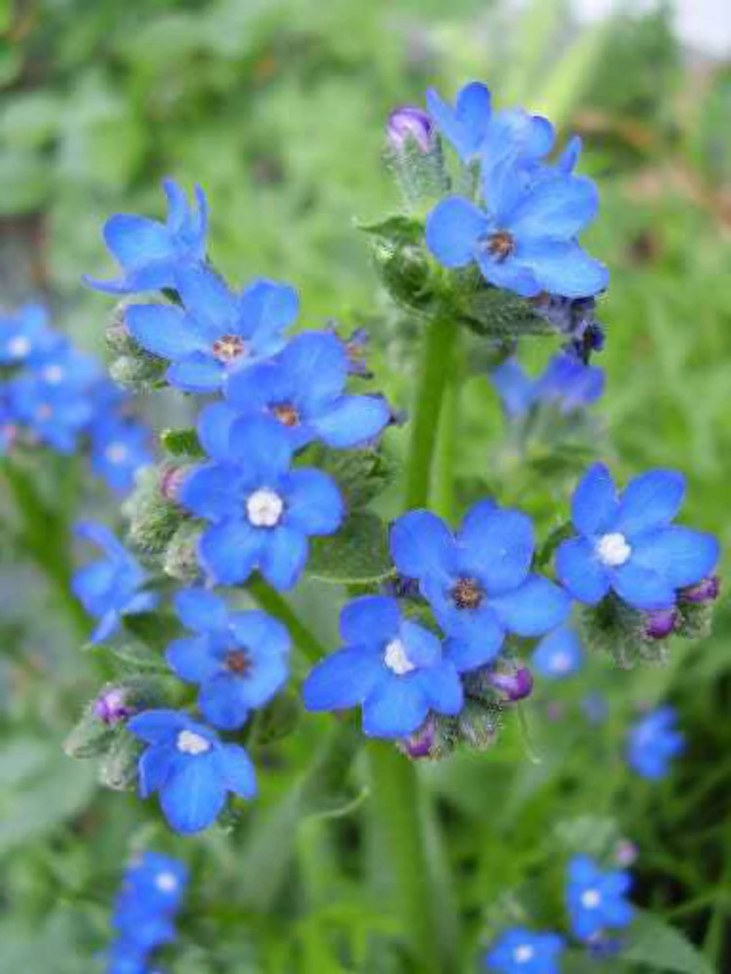 100 BLUE ANGEL ANCHUSA (Summer Forget Me Not) Anchusa Carpensis Flower Seeds