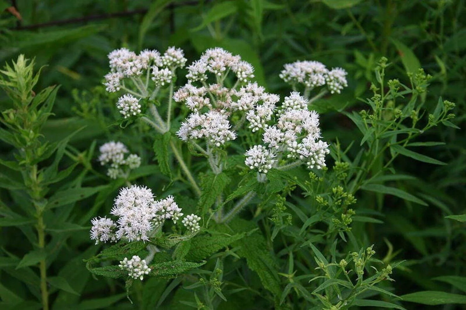 200 TALL WHITE BONESET (Thoroughwort) Eupatorium Perfoliatum Flower Seeds