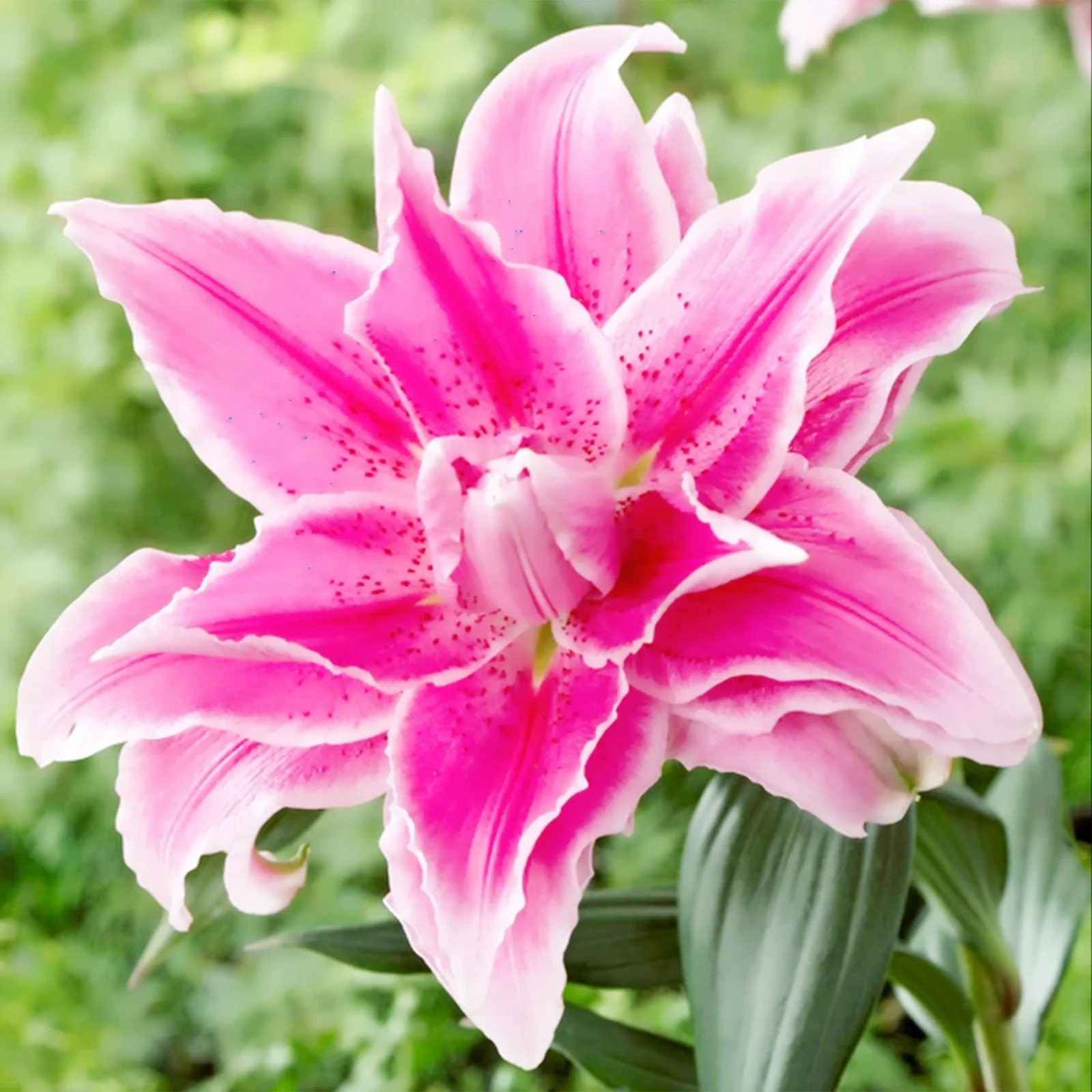 Lily Asiatic,Lily Bulbs Colourful Collection,Lilium Bulbs,Mixed Lilies , Flowering Bulbs,Lily Bulbs for Planting Now