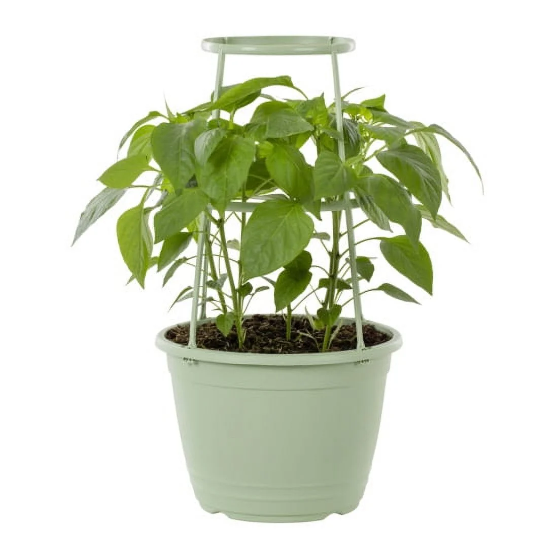 Expert Gardener 1.5 Gal 'Sparkler' Pepper Live Plant Decorative Pot Support Cage Sun
