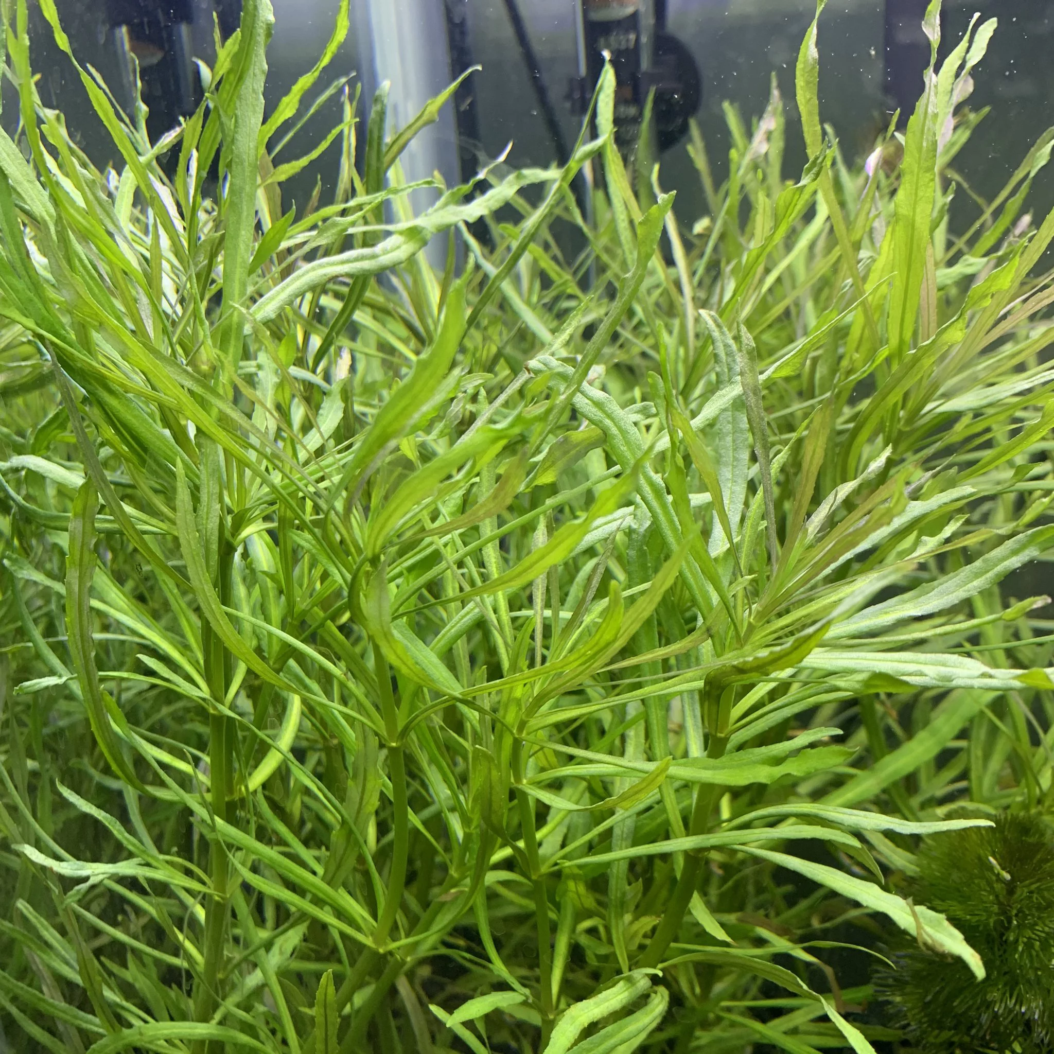 Pogostemon Stellatus Narrowleaf (Bunch 3-5 Stems) Live Aquarium Plants