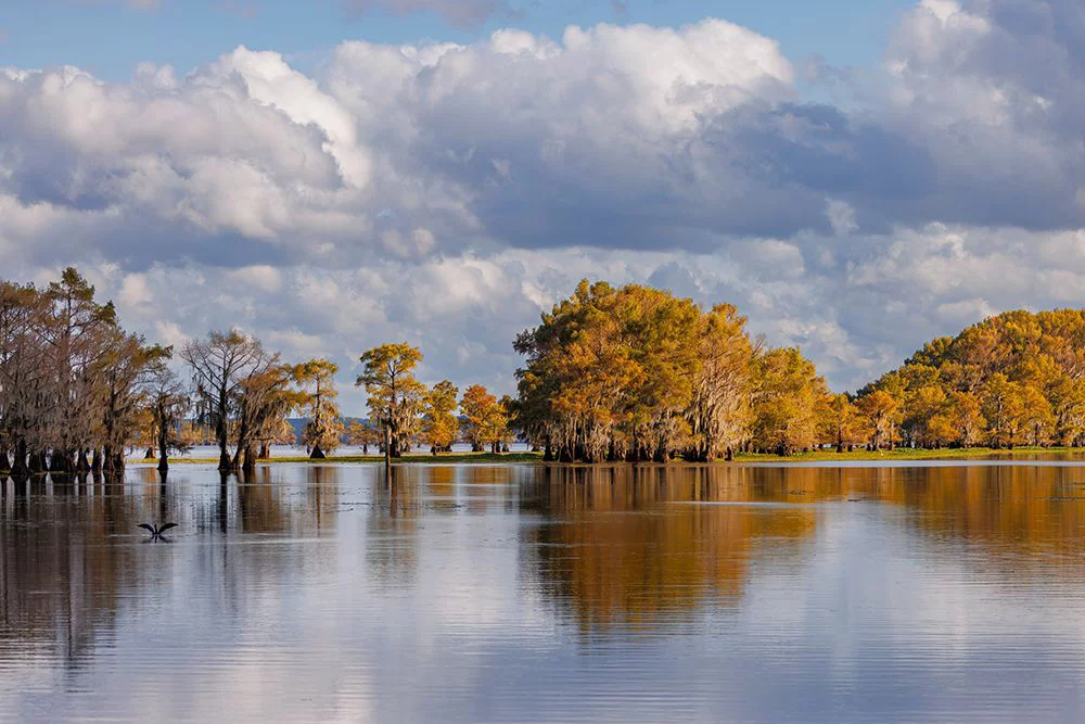 Jones, Adam 14x11 White Modern Wood Framed Museum Art Print Titled - Bald cypress trees in autumn Caddo Lake-Uncertain-Texas