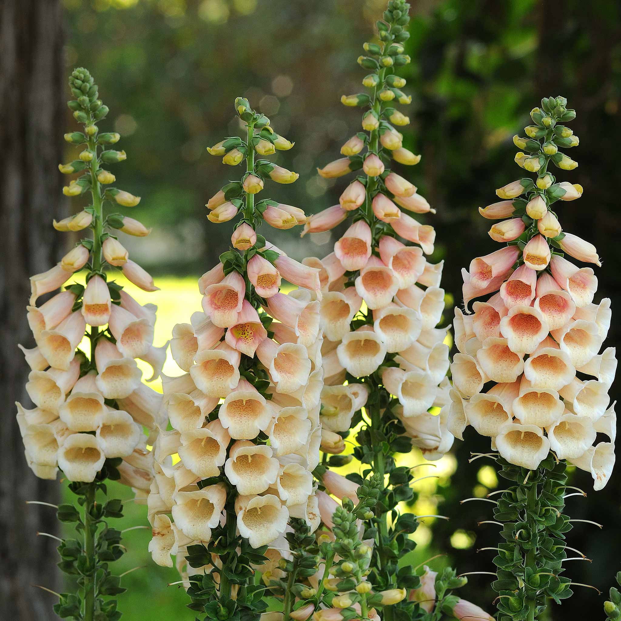 Foxglove Seeds - Dalmatian Peach - Packet - Orange Flower Seeds,  Hybrid Seed  Attracts Bees, Attracts Butterflies, Attracts Hummingbirds, Attracts Pollinators, Container Garden