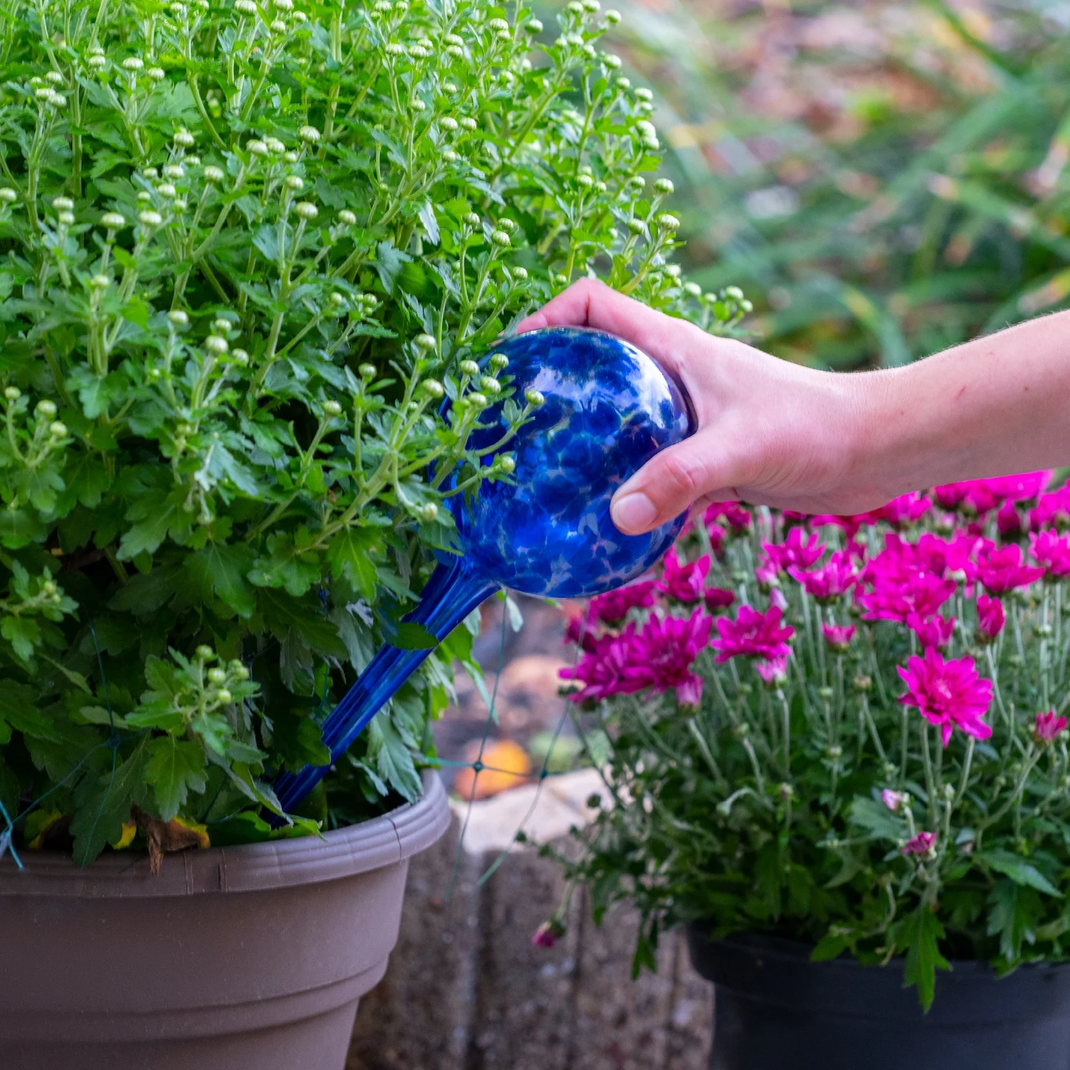 Wyndham House 4 Piece Glass Watering Globe Set