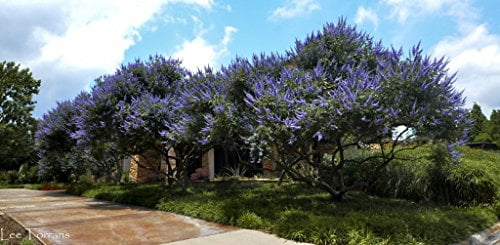 Bundle of 4 Texas Lilac Vitex Chaste Trees - Live Lilac Bush Plants - Quart Containers - FIBROUS Root System - Purple Blooms - Crape Myrtle Guy