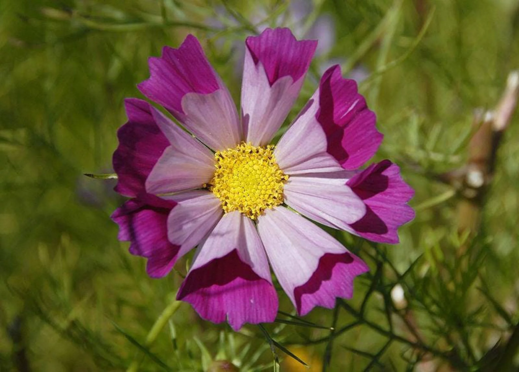 200 COSMOS SEASHELLS Cosmos Bipinnatus Sea Shells Flower Seeds