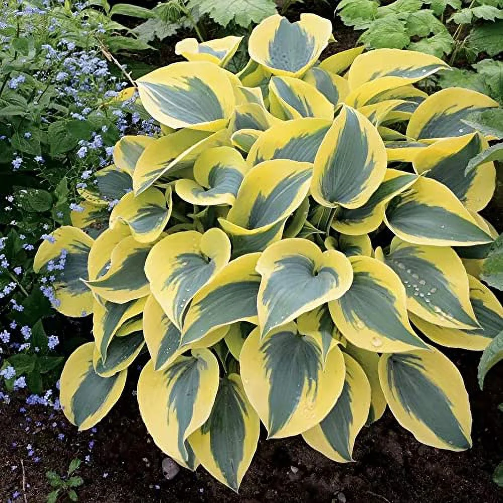 Autumn Frost-Hosta Seeds Plantain Lily Perennial Low Maintenance GMO Free Showy Edging Ground Cover Patio Container Border 30Pcs by YEGAOL Garden